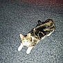 Miss Kitty is registered to the contest to win money with this photo: animal, bed, carpet, cat, collar, cute, domestic, feline, floor, fur, indoor, looking_up, lying_down, pet, resting, striped, tabby, whiskers, white_paws, yellow_eyes