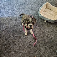 Princess joined the competition — help win amazing prizes! animal, canine, carpet, companion, cozy, cute, dog, dog_bed, domestic, empty_bed, floor, gray_fur, harness, indoor, leash, looking_up, pet, small_dog, standing, white_fur