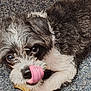 Princess joined the competition — help win amazing prizes! animal, black, bone, carpet, chewing, closeup, companion, cute, dog, face, fur, indoor, licking, paw, pet, playful, puppy, small, tongue, white