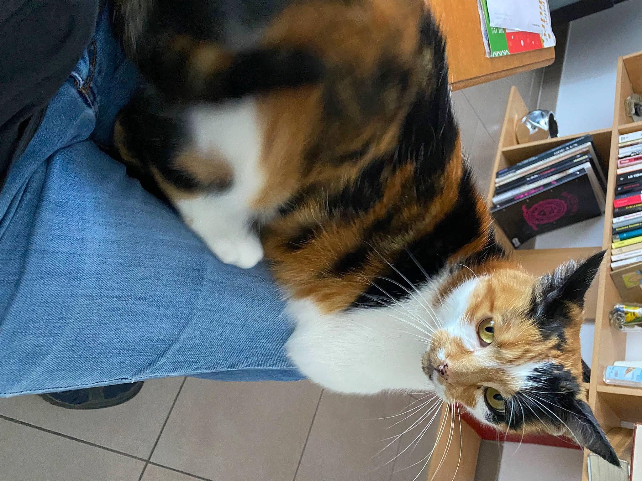 Le Chat a rejoint le concours — aidez-le/la à gagner de superbes lots ! bookcase, carnivore, cat, claw, comfort, companion_dog, domestic_short_haired_cat, felidae, fur, human_leg, lap, paw, publication, shelf, shelving, small_to_medium_sized_cats, snout, tail, whiskers