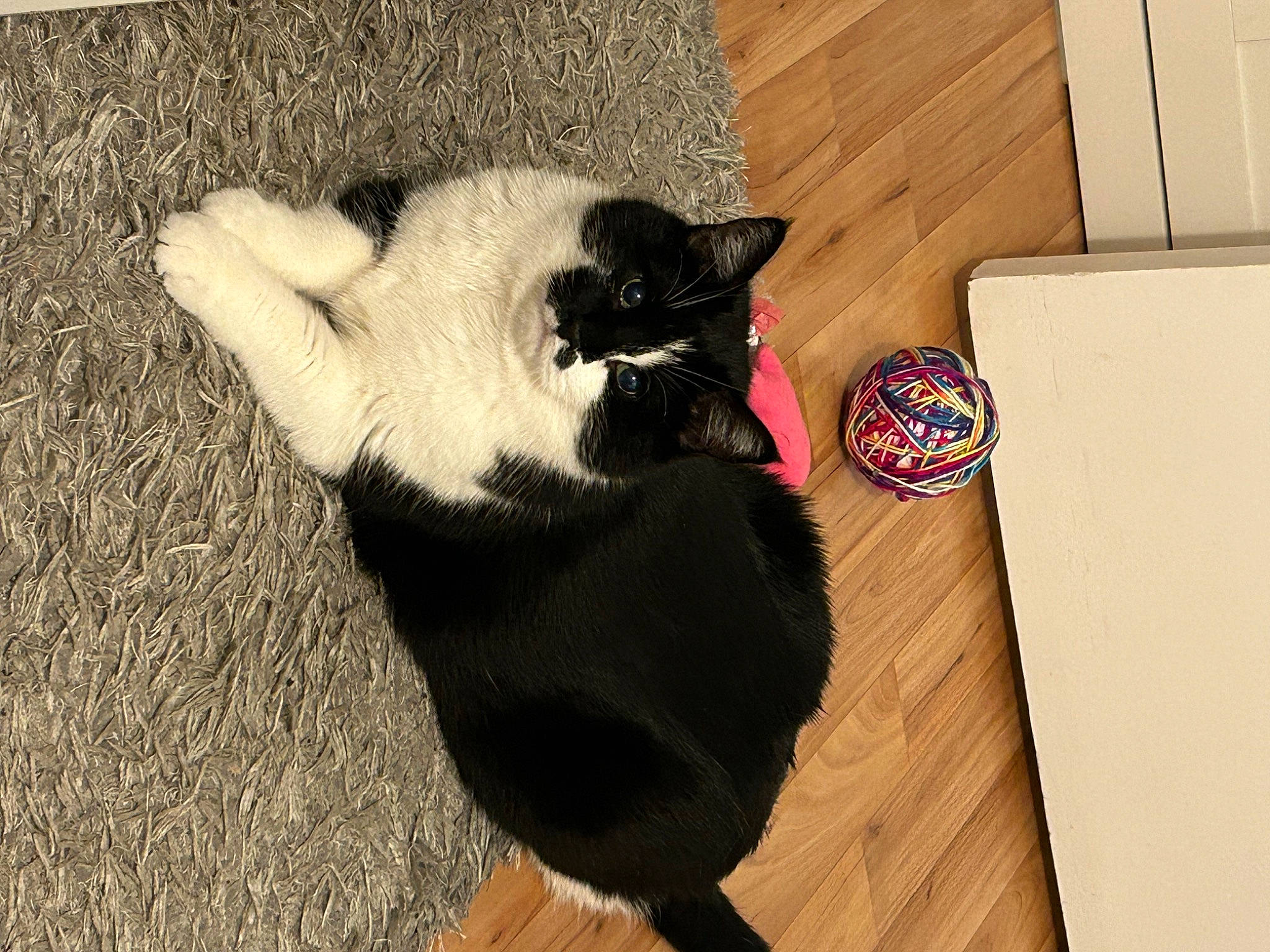 Pitoune participe au concours pour gagner de l'argent avec cette photo : box, carnivore, carton, cat, comfort, dog_breed, domestic_short_haired_cat, felidae, flooring, fur, hardwood, natural_material, pet_supply, shipping_box, small_to_medium_sized_cats, sporting_group, tail, whiskers, wood, wood_stain