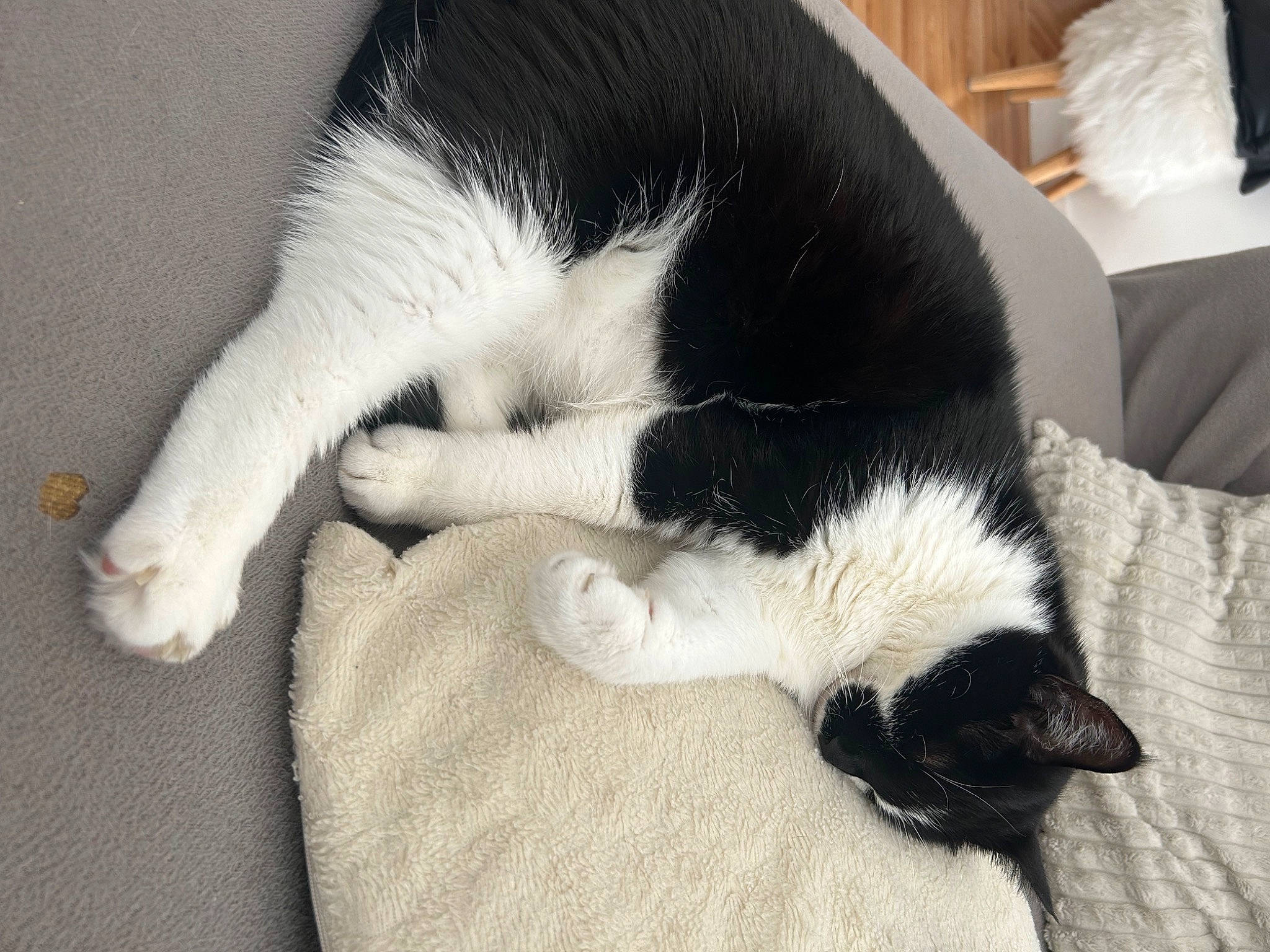 Pitoune a rejoint le concours — aidez-le/la à gagner de superbes lots ! carnivore, cat, claw, comfort, companion_dog, dog_breed, domestic_short_haired_cat, felidae, fur, nap, non_sporting_group, paw, puppy, small_to_medium_sized_cats, snout, tail, terrestrial_animal, whiskers