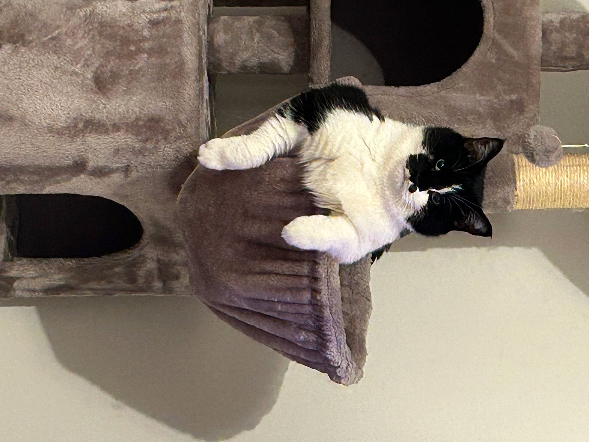 Pitoune a rejoint le concours — aidez-le/la à gagner de superbes lots ! carnivore, cat, claw, comfort, dog_breed, domestic_short_haired_cat, felidae, fur, linens, paw, room, small_to_medium_sized_cats, tail, whiskers, wood