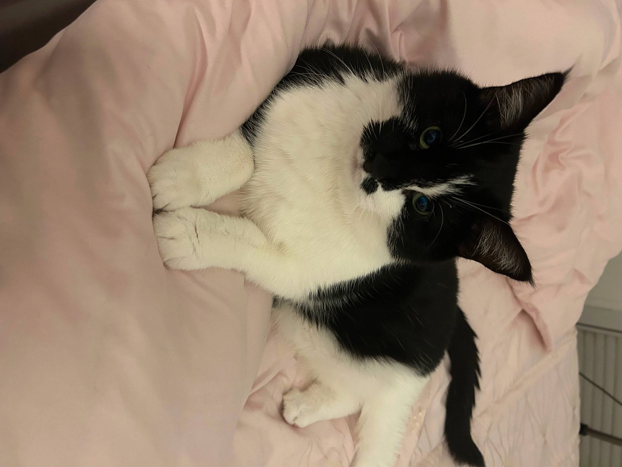 Pitoune participe au concours pour gagner de l'argent avec cette photo : black_cat, carnivore, cat, cat_supply, claw, comfort, domestic_short_haired_cat, felidae, fur, linens, nap, paw, small_to_medium_sized_cats, snout, tail, whiskers