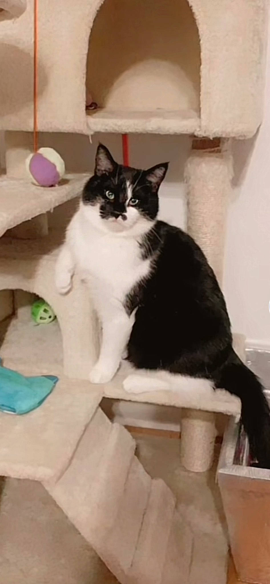 Pitoune a rejoint le concours — aidez-le/la à gagner de superbes lots ! carnivore, cat, cat_supply, comfort, domestic_short_haired_cat, felidae, formal_wear, fur, monochrome_photography, pet_supply, sitting, small_to_medium_sized_cats, stairs, tail, whiskers