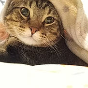 Doobie is registered to the contest to win money with this photo: animal, blanket, cat, close_up, cozy, curious, cute, eyes, face, fur, indoor, mammal, pet, portrait, resting, snuggled, soft, tabby, warm, whiskers