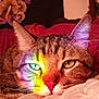 animal, blanket, cat, close_up, colorful_light, cozy, ears, eyes, face, fur, indoor, nose, pet, portrait, rainbow, relaxed, resting, soft, tabby, whiskers