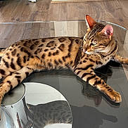 Vasco a rejoint le concours — aidez-le/la à gagner de superbes lots ! bengal_cat, cat, feline, pet, animal, spotted_coat, glass_table, reflection, wooden_floor, indoor, relaxed, lying_down, whiskers, ears, tail, paws, domestic_animal, fur, side_view, house