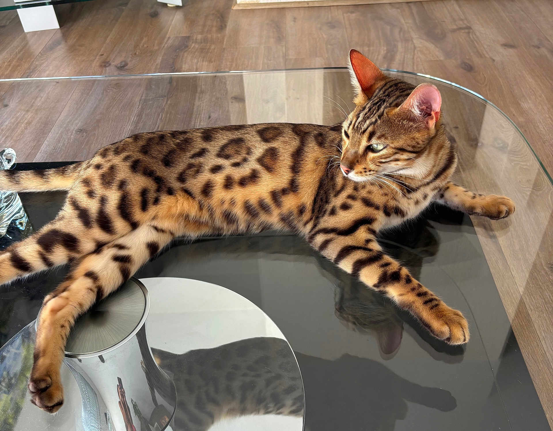 Vasco a rejoint le concours — aidez-le/la à gagner de superbes lots ! bengal_cat, cat, feline, pet, animal, spotted_coat, glass_table, reflection, wooden_floor, indoor, relaxed, lying_down, whiskers, ears, tail, paws, domestic_animal, fur, side_view, house