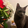 Cookie participe au concours pour gagner de l'argent avec cette photo : cat, gray_cat, flowers, bouquet, indoor, plant, green_leaves, red_flower, white_flower, pet, animal, feline, curious, sitting, close_up, domestic_cat, soft_light, wooden_chair, table, background