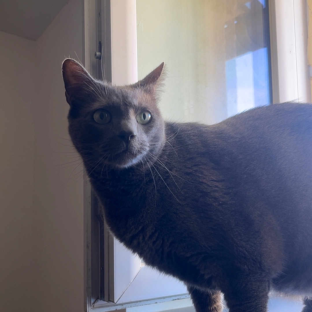 Cookie participe au concours pour gagner de l'argent avec cette photo : cat, gray_cat, windowsill, window, indoor, pet, animal, feline, alert, standing, natural_light, domestic_cat, whiskers, ears, green_eyes, fur, looking_away, house, quiet, calm