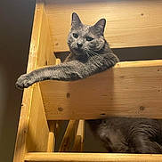 Cookie a rejoint le concours — aidez-le/la à gagner de superbes lots ! cat, gray_cat, wooden_stairs, stairs, relaxed, stretching, paw, feline, indoor, cozy, wood, fur, animal, pet, mammal, resting, light, shadow, casual, comfortable