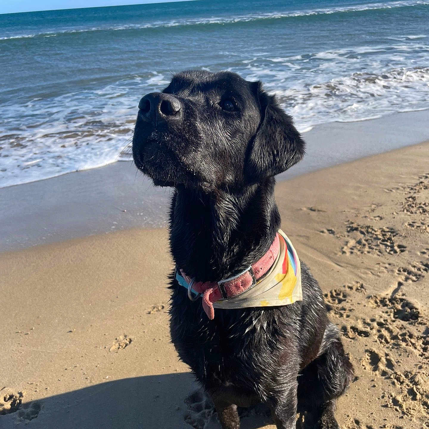 Roy a rejoint le concours — aidez-le/la à gagner de superbes lots ! dog, black_dog, beach, sand, ocean, waves, water, collar, bandana, pet, animal, outdoor, sunlight, sitting, paw_prints, nature, summer, canine, cute, daytime