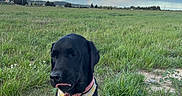 Roy participe au concours pour gagner de l'argent avec cette photo : animal, bandana, black_dog, canine, clouds, collar, cute, dog, field, grass, greenery, landscape, nature, outdoor, peaceful, pet, rainbow, sitting, sky, tongue_out