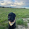 Roy participe au concours pour gagner de l'argent avec cette photo : dog, black_dog, bandana, rainbow, grass, field, outdoor, sky, clouds, nature, pet, canine, animal, sitting, greenery, peaceful, landscape, cute, tongue_out, collar
