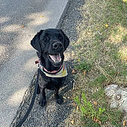 Roy a rejoint le concours — aidez-le/la à gagner de superbes lots ! dog, black_dog, bandana, leash, gravel, grass, outdoor, sunlight, happy, smiling, pet, canine, sidewalk, nature, walking, animal, daytime, closeup, sitting, cute