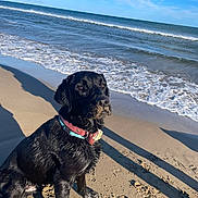 Roy participe au concours pour gagner de l'argent avec cette photo : animal, beach, black_dog, canine, collar, daytime, dog, nature, ocean, outdoor, pet, sand, seaside, shore, sky, summer, sunlight, water, waves, wet_fur