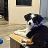 puppy, dog, indoor, wooden_table, floor, door, window, black_fur, white_fur, brown_fur, pet, curious, cute, animal, young_dog, lying_down, cozy, domestic, fur, companion