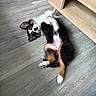puppy, dog, floor, wooden_floor, furniture, lying_down, tricolor, black, white, brown, pet, indoor, cute, playful, ear_flopped, fur, animal, canine, young_dog, home