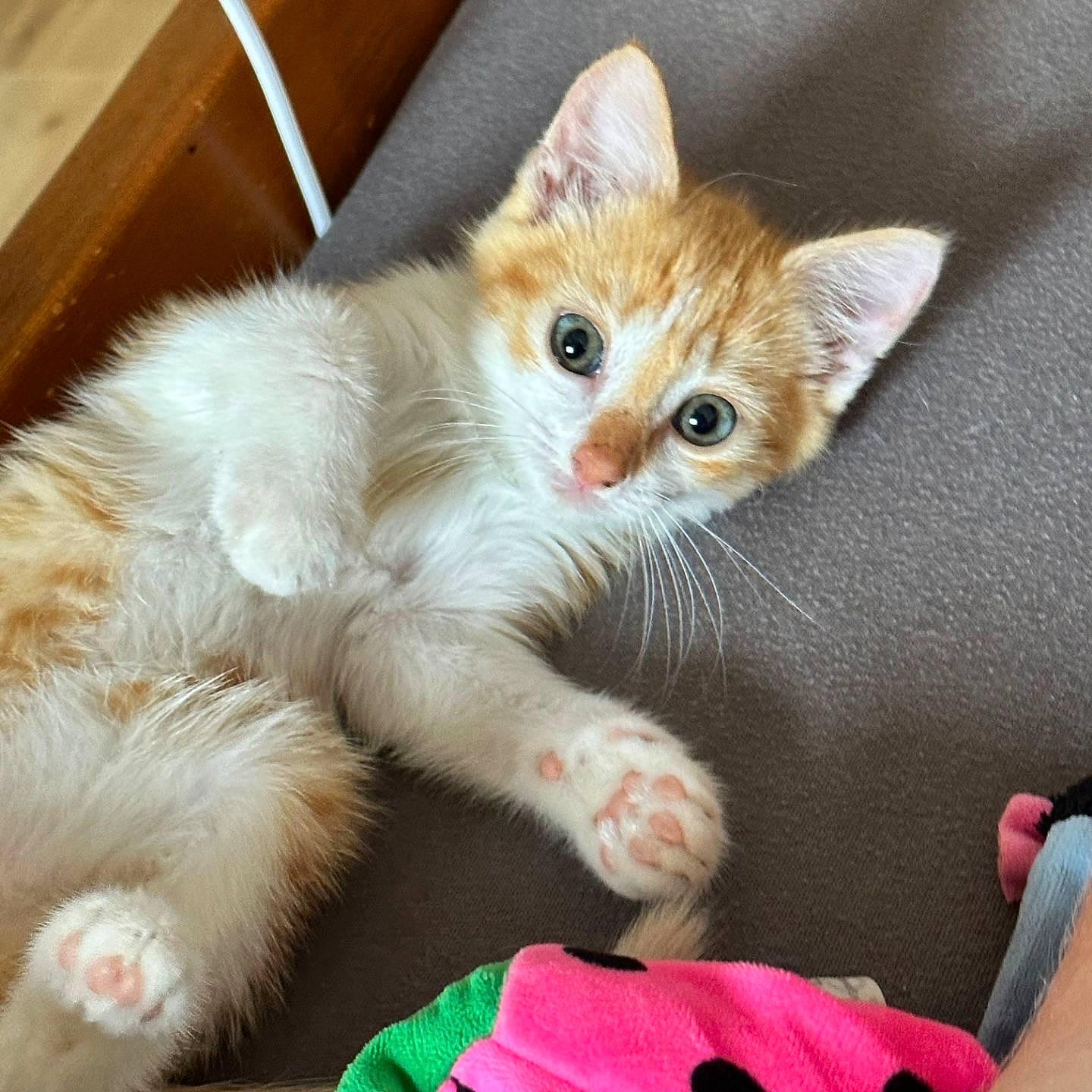 Forest participe au concours pour gagner de l'argent avec cette photo : carnivore, cat, cat_supply, cat_toy, claw, comfort, domestic_short_haired_cat, fawn, felidae, foot, fur, paw, sitting, small_to_medium_sized_cats, snout, tail, whiskers, wood