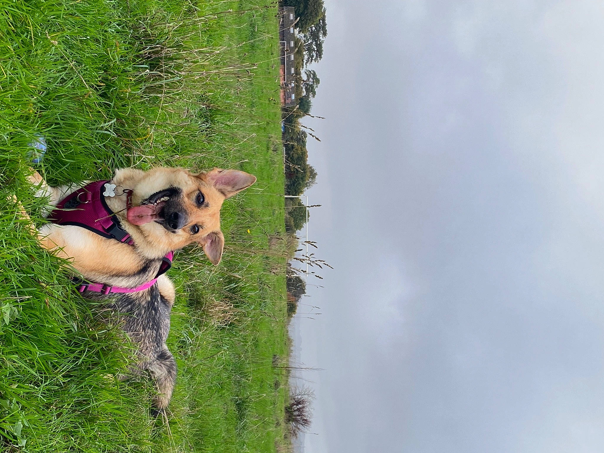 Addison joined the competition — help win amazing prizes! adventure, canidae, carnivore, cloud, collar, companion_dog, dog, dog_breed, dog_collar, fawn, grass, leash, plant, recreation, sky, sporting_group, sunglasses, tree, water, working_animal