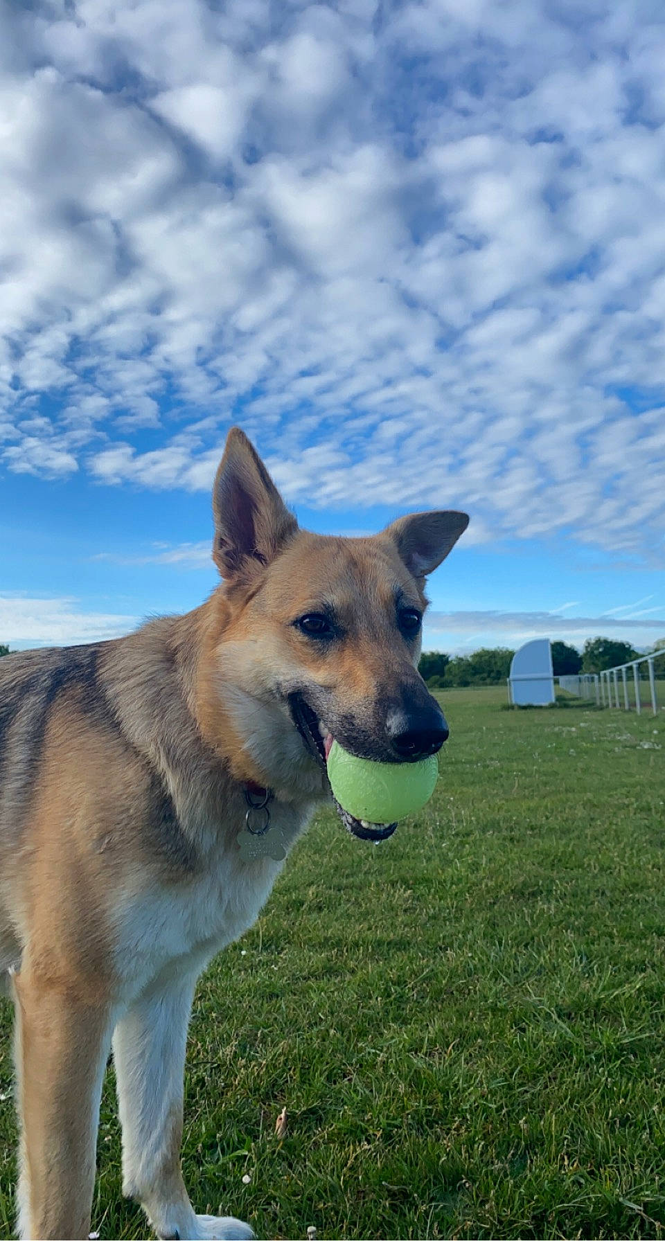 Addison is registered to the contest to win money with this photo: canidae, carnivore, cloud, collar, companion_dog, dog, dog_breed, east_european_shepherd, german_shepherd_dog, grass, grassland, herding_dog, plant, sky, snout, sporting_group, tail, terrestrial_animal, working_animal, working_dog