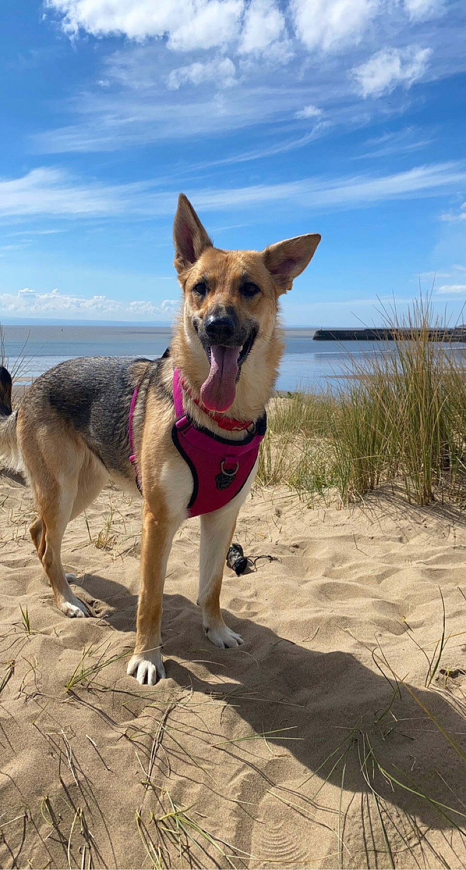 Addison joined the competition — help win amazing prizes! adventure, beach, carnivore, cloud, collar, companion_dog, dog, dog_breed, dog_collar, dog_supply, fawn, german_shepherd_dog, leash, pet_supply, plant, sky, snout, sporting_group, water, working_animal