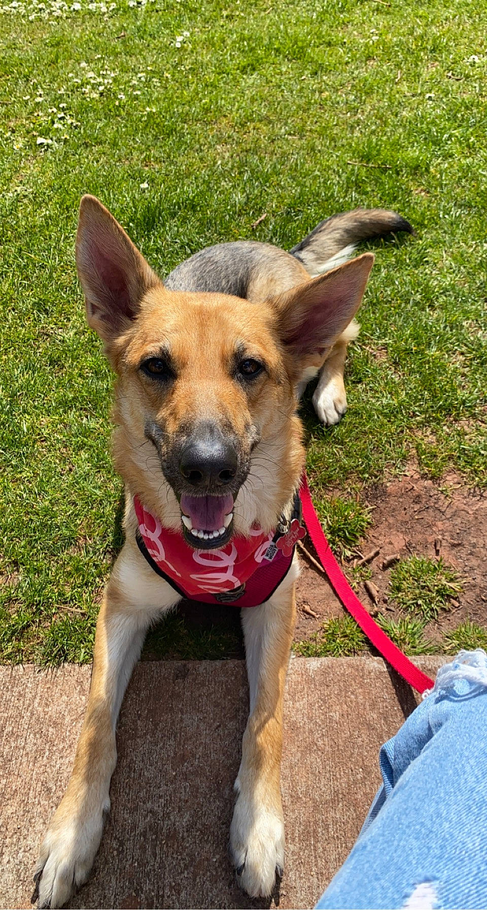 Addison is registered to the contest to win money with this photo: canidae, carnivore, collar, companion_dog, dog, dog_breed, dog_collar, dog_supply, east_european_shepherd, fawn, german_shepherd_dog, grass, herding_dog, old_german_shepherd_dog, plant, recreation, snout, sporting_group, working_animal, working_dog