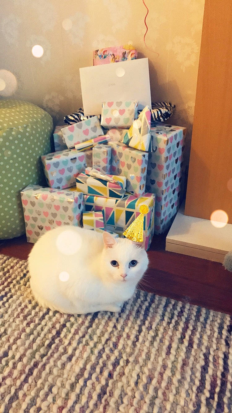 Crumble is registered to the contest to win money with this photo: box, carton, collection, event, fawn, felidae, flooring, fur, hardwood, house, living_room, plastic, room, shipping_box, small_to_medium_sized_cats, whiskers, wood