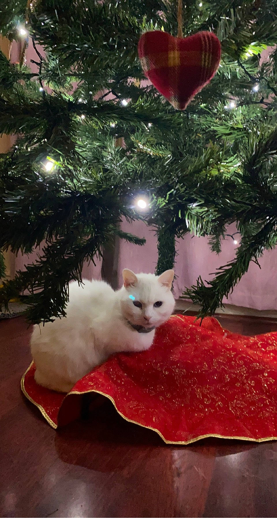 Crumble is registered to the contest to win money with this photo: branch, carnivore, cat, christmas, christmas_decoration, christmas_ornament, christmas_tree, evergreen, fawn, felidae, holiday_ornament, leaf, light, ornament, plant, small_to_medium_sized_cats, tree, whiskers, wood, woody_plant