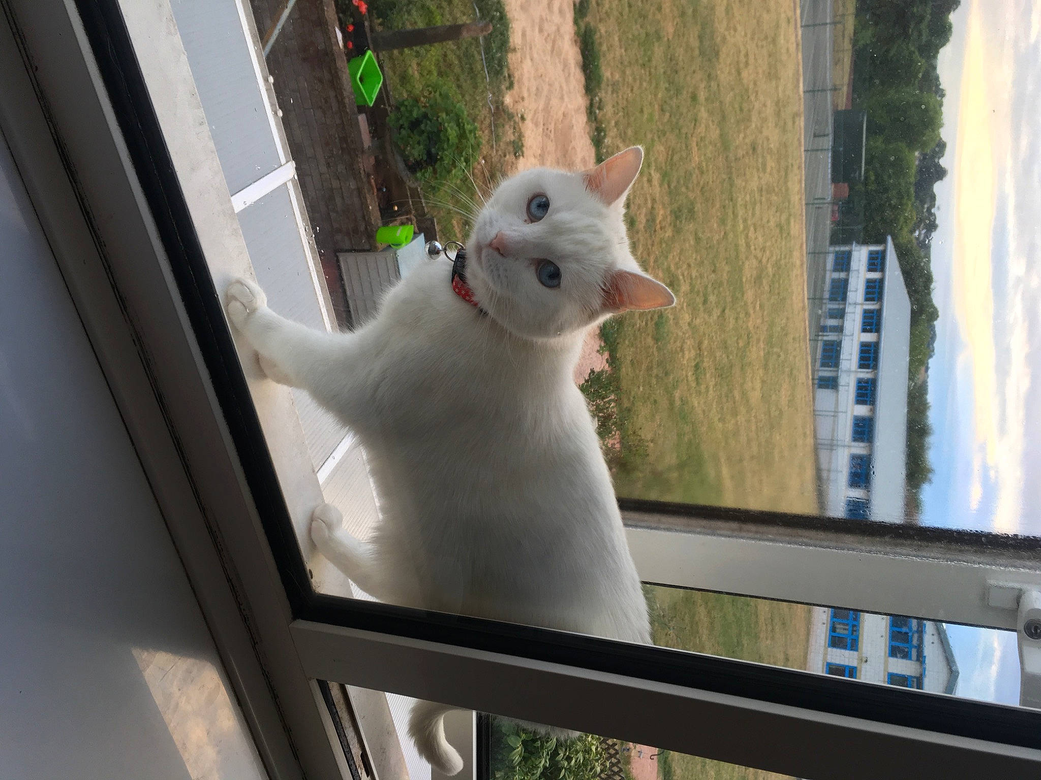 Crumble is registered to the contest to win money with this photo: carnivore, cat, daylighting, domestic_short_haired_cat, eye, fawn, felidae, fixture, fur, glass, metal, paw, plant, small_to_medium_sized_cats, snout, tail, tree, whiskers, window, wood