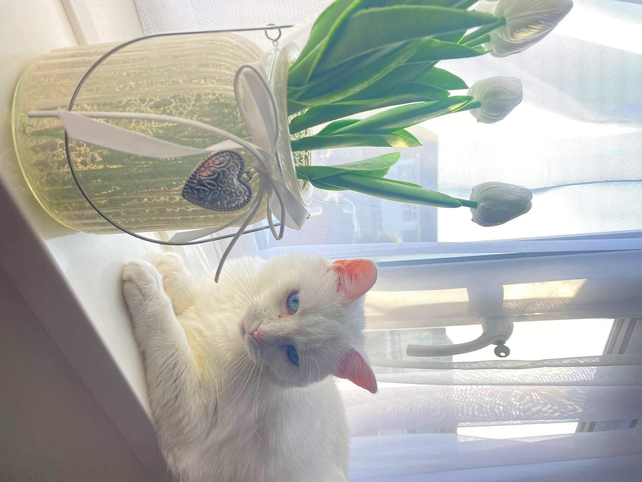 Crumble joined the competition — help win amazing prizes! carnivore, cat, circle, claw, domestic_short_haired_cat, fawn, felidae, flowerpot, fur, gesture, glass, herb, houseplant, metal, paw, plant, room, small_to_medium_sized_cats, tail, whiskers