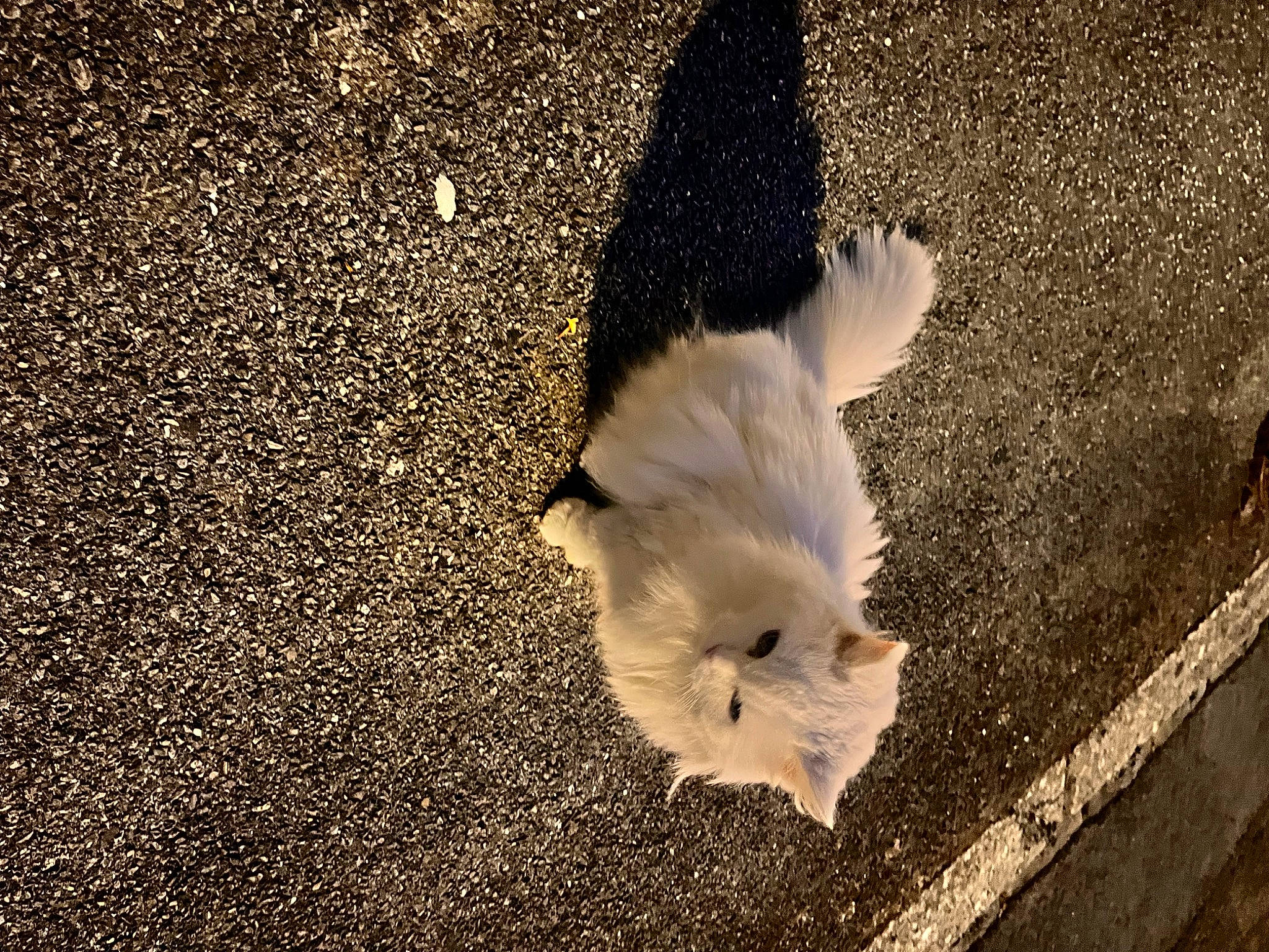 Babouche participe au concours pour gagner de l'argent avec cette photo : asphalt, canidae, carnivore, cat, dog_breed, felidae, foot, grass, monochrome_photography, paw, plant, road_surface, shadow, sidewalk, small_to_medium_sized_cats, snout, soil, sporting_group, tail, tints_and_shades