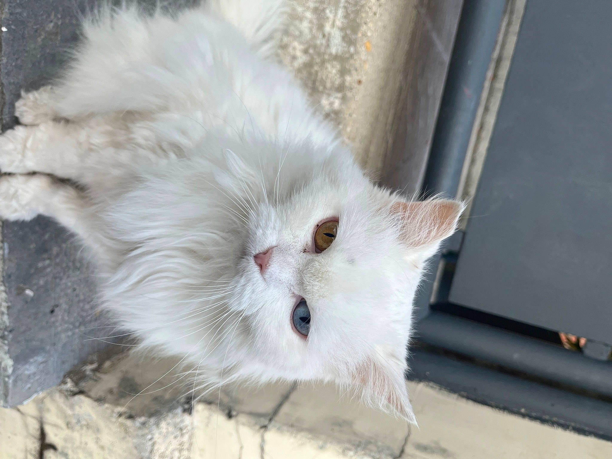 Babouche participe au concours pour gagner de l'argent avec cette photo : british_longhair, carnivore, cat, claw, domestic_short_haired_cat, eye, fawn, felidae, fur, iris, paw, plant, small_to_medium_sized_cats, snout, tail, terrestrial_animal, whiskers, window