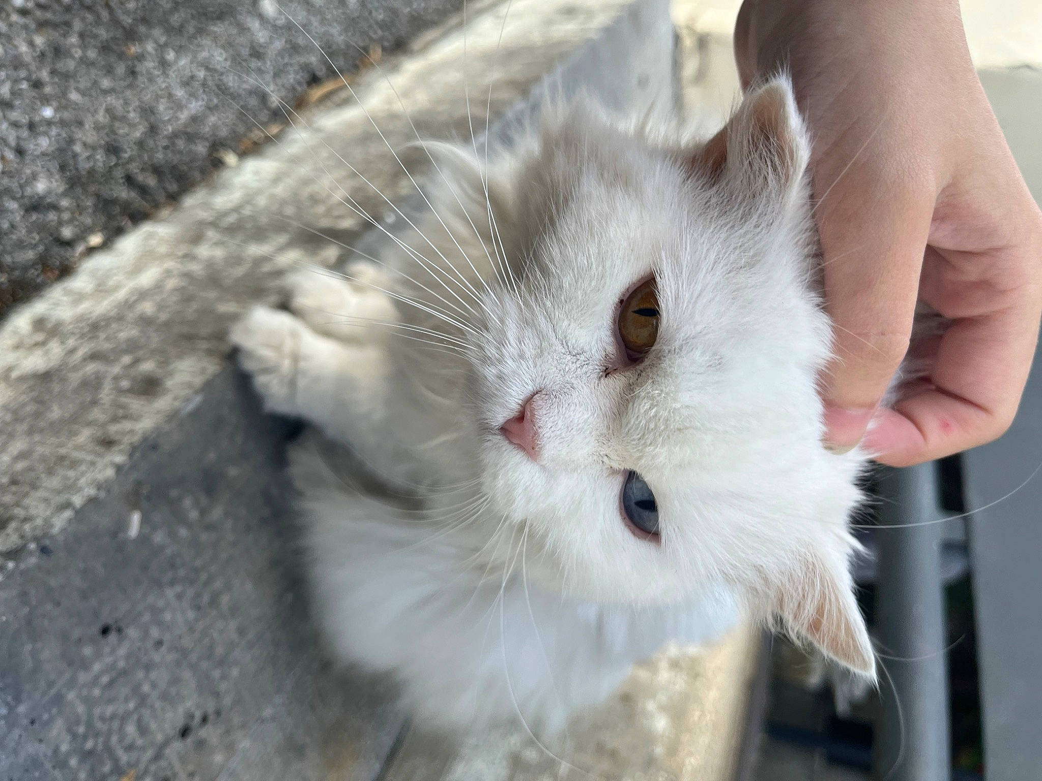 Babouche a rejoint le concours — aidez-le/la à gagner de superbes lots ! carnivore, cat, claw, domestic_short_haired_cat, eye, fawn, felidae, fur, paw, plant, small_to_medium_sized_cats, snout, tail, whiskers