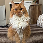 Seth is registered to the contest to win money with this photo: cat, orange_cat, fluffy_cat, white_fur, pet, indoor, bedroom, blanket, furniture, decor, animal, cute, sitting, portrait, domestic_cat, whiskers, ears, eyes, soft_fur, calm