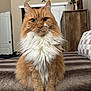 cat, orange_cat, fluffy_cat, white_fur, pet, indoor, bedroom, blanket, furniture, decor, animal, cute, sitting, portrait, domestic_cat, whiskers, ears, eyes, soft_fur, calm