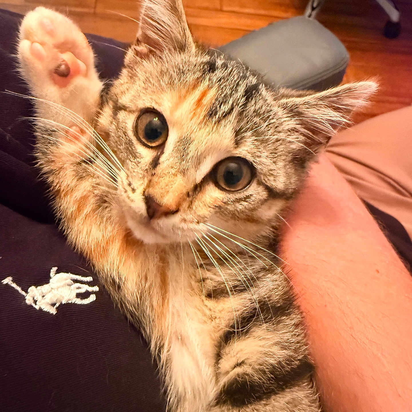 Calliope