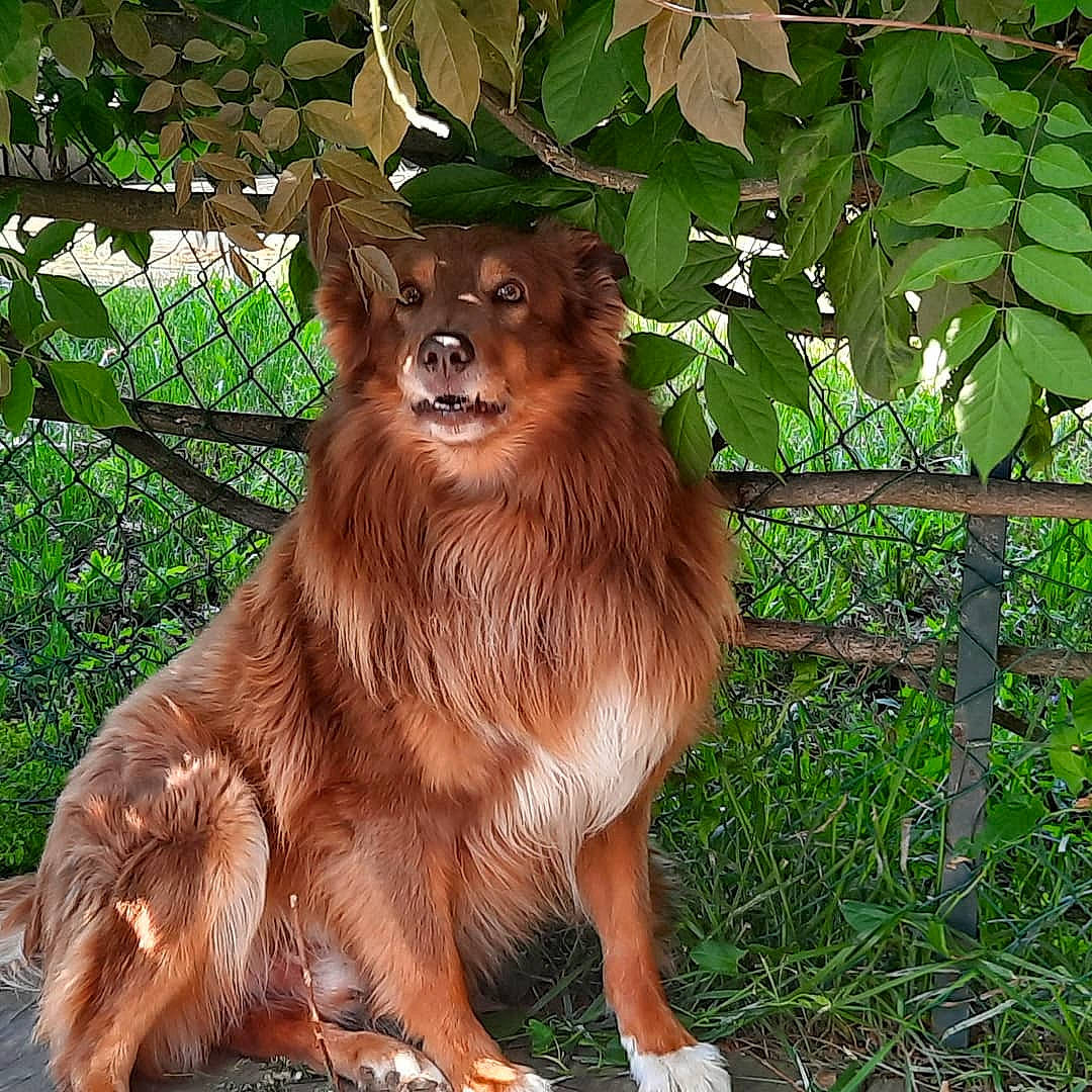 Havane participe au concours pour gagner de l'argent avec cette photo : canidae, carnivore, companion_dog, dog_breed, eye, fawn, fur, grass, liver, metal, plant, snout, sporting_group, terrestrial_animal, tree, trunk, whiskers, wildlife, wood, working_animal