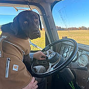 Maple is registered to the contest to win money with this photo: black_dog, blue_sky, brown_jacket, carhartt_jacket, checkered_shirt, dashboard, daytime, dog, field, hand, instrument_panel, lap, looking_at_camera, outdoor, person, rural, sitting, steering_wheel, vehicle_interior, window