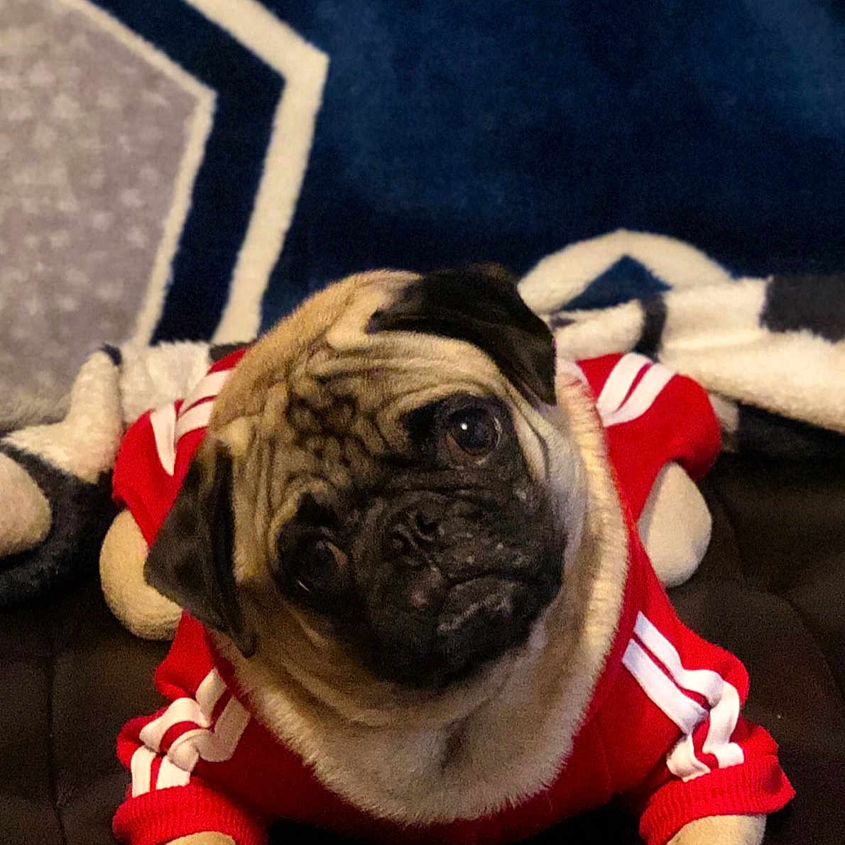 Pugly joined the competition — help win amazing prizes! canidae, carnivore, companion_dog, dog, dog_breed, dog_clothes, fawn, pug, puppy, snout, toy_dog