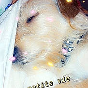 Samy? a rejoint le concours — aidez-le/la à gagner de superbes lots ! canidae, carnivore, companion_dog, dog, dog_breed, golden_retriever, nose, sporting_group