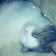 Catou a rejoint le concours — aidez-le/la à gagner de superbes lots ! eye, fur, iris, snout, whiskers