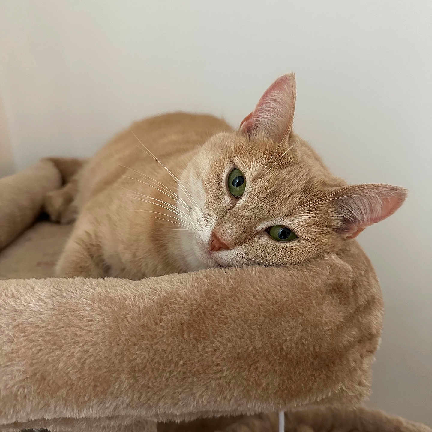 Tia a rejoint le concours — aidez-le/la à gagner de superbes lots ! cat, ginger_cat, feline, pet, animal, resting, relaxed, cat_tree, plush, soft_texture, indoor, cozy, sleepy, whiskers, ears, green_eyes, closeup, portrait, cute, calm