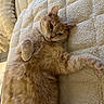 Tia participe au concours pour gagner de l'argent avec cette photo : cat, orange_cat, fluffy, pet, lying_down, relaxed, indoor, blanket, cozy, fur, whiskers, paw, sleepy, cute, feline, animal, resting, soft, texture, comfort
