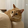 cat, orange_tabby, green_eyes, feline, pet, indoor, couch, striped, beige, fur, whiskers, relaxed, animal, domestic_cat, cute, portrait, resting, side_view, curious, soft_lighting