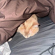 Tia a rejoint le concours — aidez-le/la à gagner de superbes lots ! cat, sleeping, blanket, bed, cozy, fur, indoor, resting, pet, animal, whiskers, ears, soft, comfort, home, cute, nap, domestic, feline, relaxed