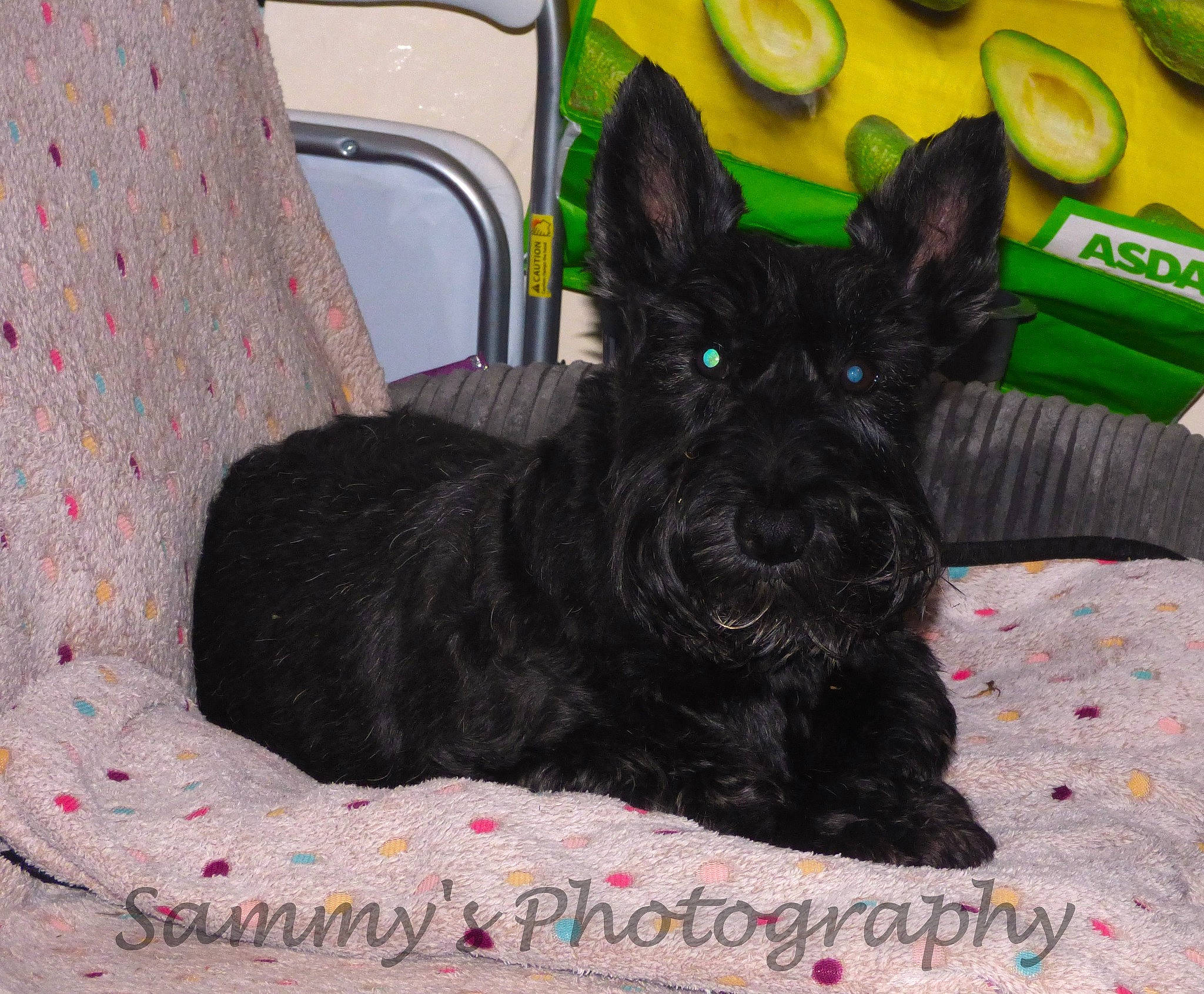 Lily joined the competition — help win amazing prizes! canidae, carnivore, chair, collar, comfort, companion_dog, dog, dog_breed, dog_supply, fur, grass, liver, non_sporting_group, snout, sporting_group, terrestrial_animal, toy_dog, working_animal