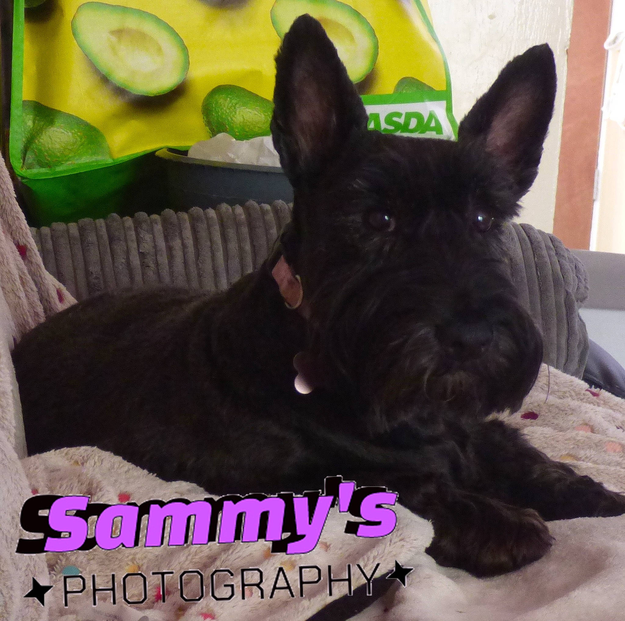 Lily joined the competition — help win amazing prizes! canidae, carnivore, companion_dog, dog, dog_breed, font, internet_meme, non_sporting_group, photo_caption, scottish_terrier, sporting_group, terrestrial_animal, working_animal