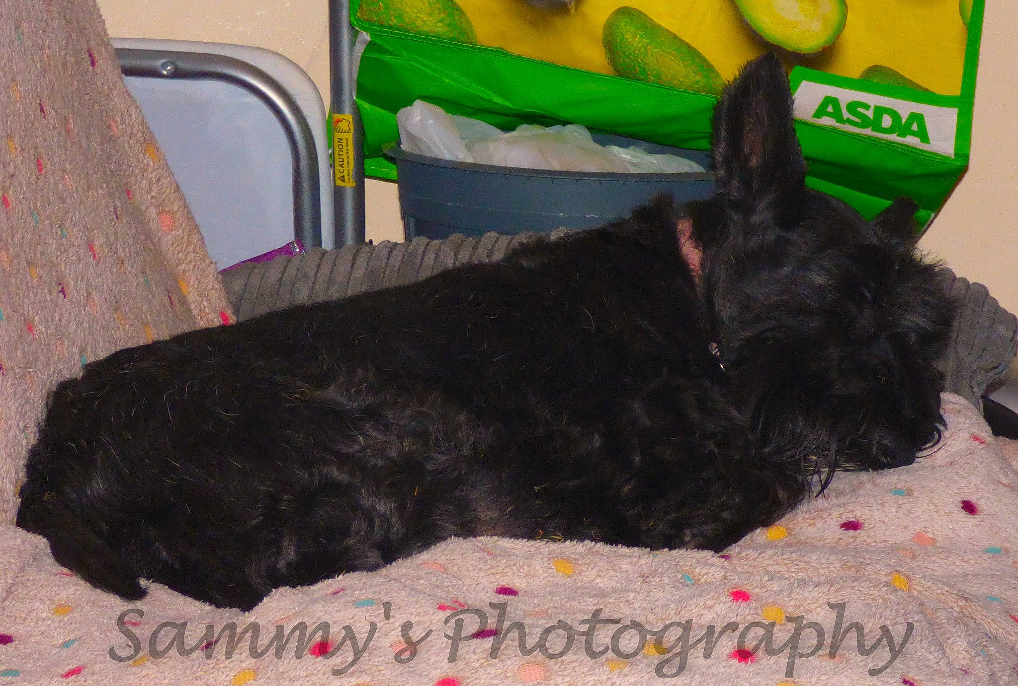 Lily is registered to the contest to win money with this photo: carnivore, comfort, companion_dog, dog, dog_breed, fur, grass, liver, nap, non_sporting_group, sporting_group, tail, terrestrial_animal, working_animal